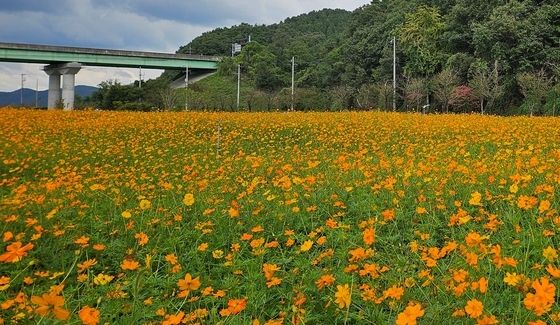 가을꽃 천지 고령 어북실 초화류 단지