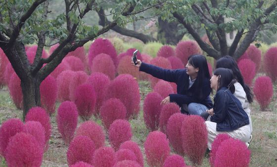 아름답게 물든 코키아