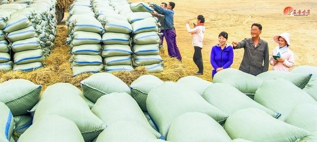 가을철 수확 집중하는 北 "벼단 운반, 낟알털기 본격적으로 추진"