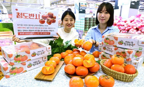 가을에 만나는 씨 없는 감 '청도 반시'