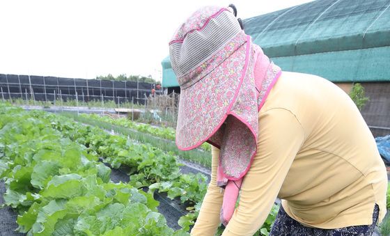 김치 귀해진 농가, 배추 자급자족