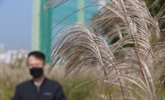 바람에 흔들리는 가을 억새