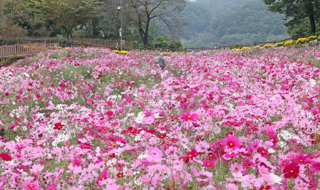 \'옥정호에서 자태 뽐내는 코스모스\'