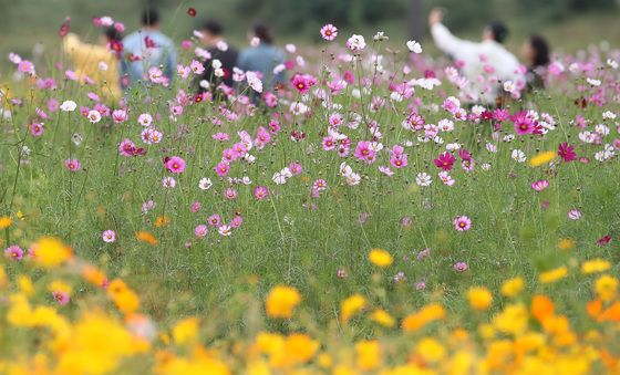 코스모스 꽃길 산책