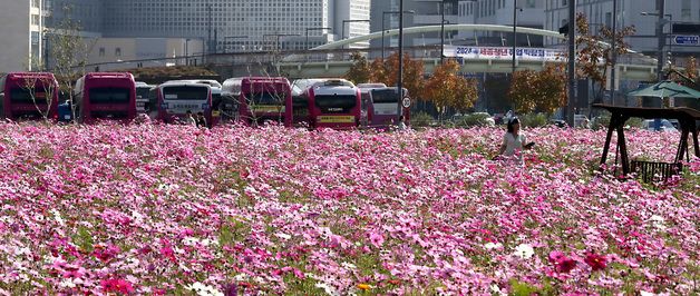 여심(女心) 사로잡은 가을의 전령사 코스모스