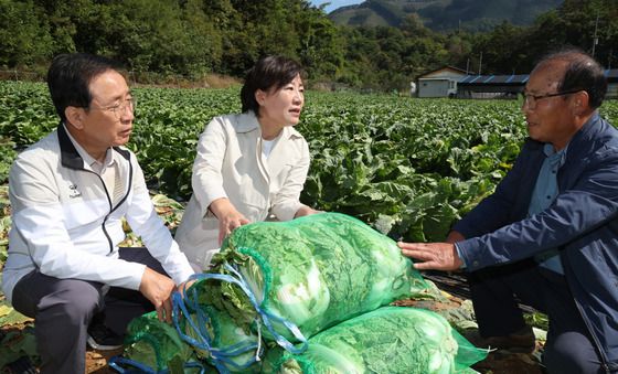 배추 출하 동향 살피는 송미령 농식품부 장관