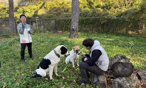 서울대공원에서의 투르크메니스탄 국견 알라바이