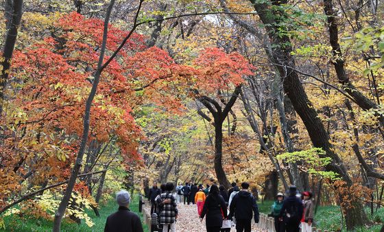 함양상림공원 늦가을 절정