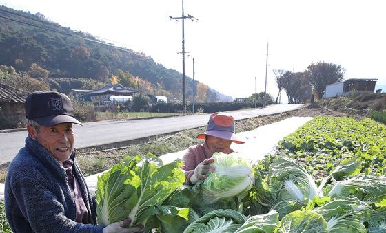 추위 앞두고 배추 수확