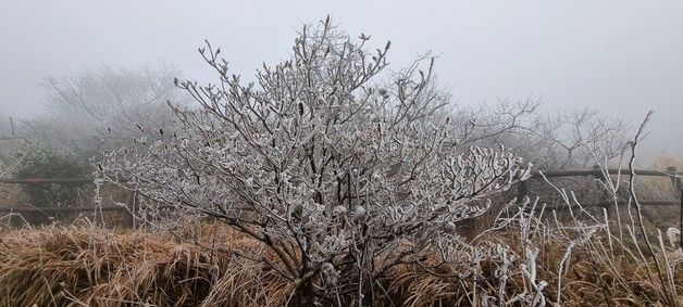 덕유산에서 관측된 올해 첫 상고대