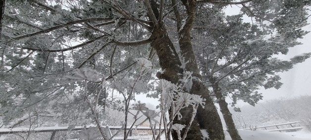 무주 덕유산에 소복히 내려앉은 첫눈