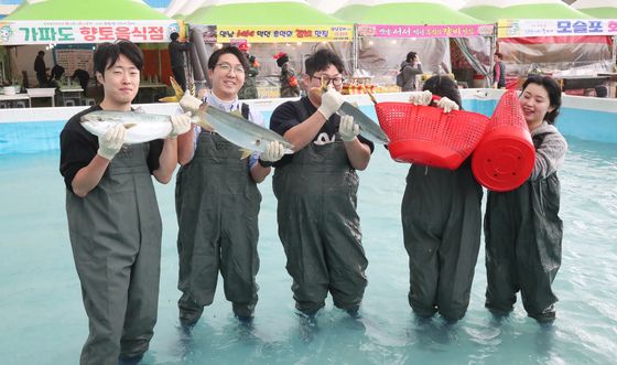 제주 방어축제 맨손잡이 체험