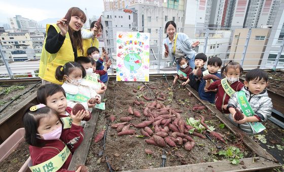 옥상 텃밭 고구마 농사 '풍년일세'