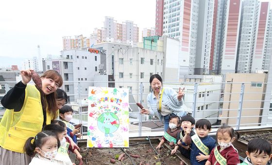 고사리손으로 수확하는 고구마