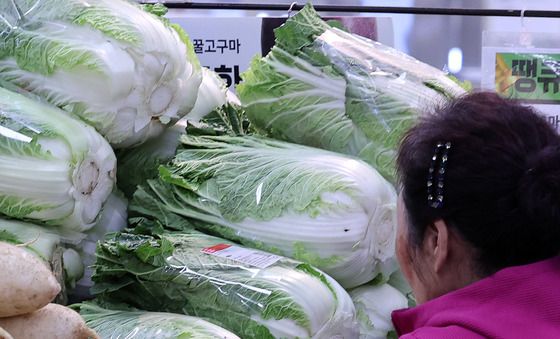 김장 물가 '고공행진'…배추·무, 10월에 50% 올랐다