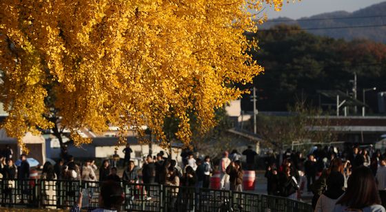 황금빛 가을