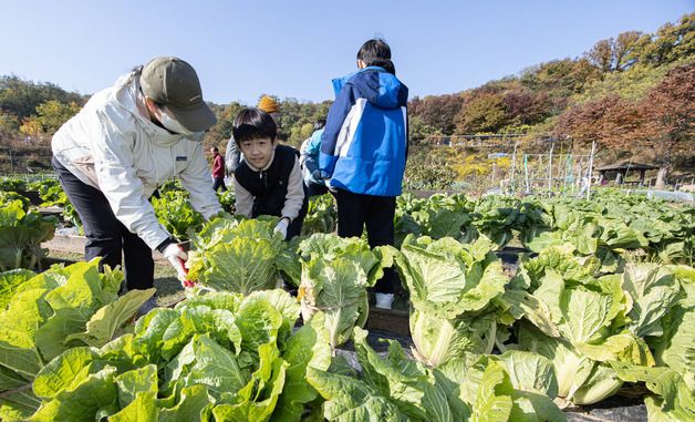 '이 배추로 김장 할거에요'