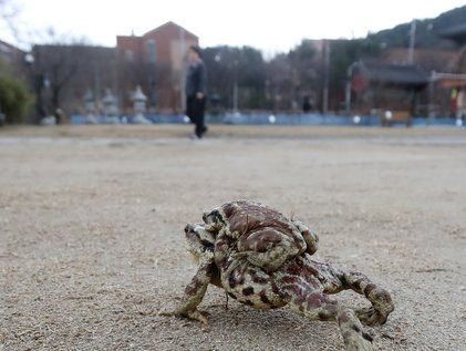 벌써 겨울잠 깬 두꺼비