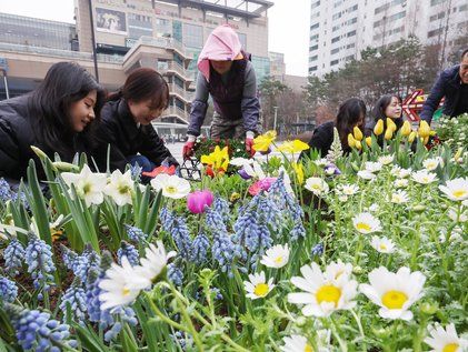 '왕십리광장에 자리잡은 봄꽃'