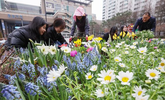 '왕십리광장에 자리잡은 봄꽃'