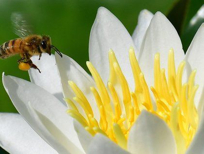 수련꽃 찾아온 꿀벌