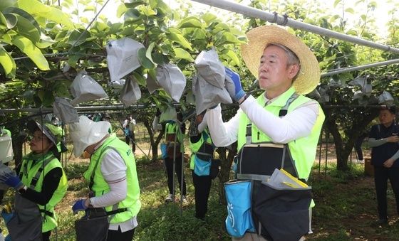 강호동 농협중앙회장, 일손 돕기 '구슬땀'