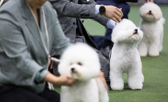 위풍당당한 댕댕이들