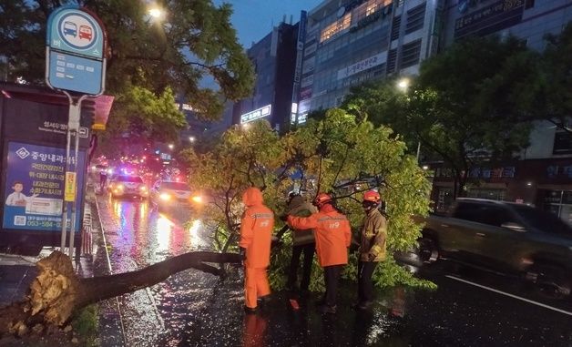 폭우로 가로수 쓰러진 대구