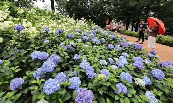 여름꽃 '수국' 활짝 핀 노원구 수국동산