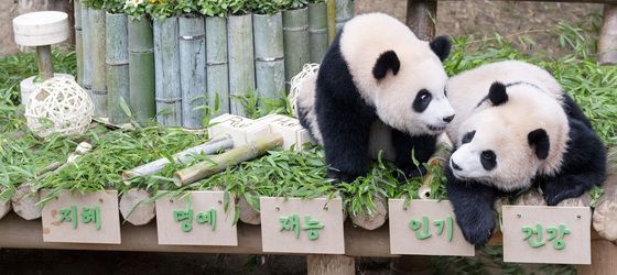 푸바오 동생들, 돌잡이서 '이것' 잡았다