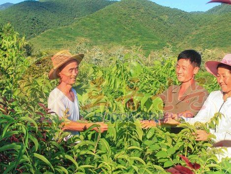 북한 산림연구원 "더 많은 우량품종 산열매 나무 육종도입"