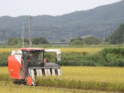 추석 지나고 본격적인 추수