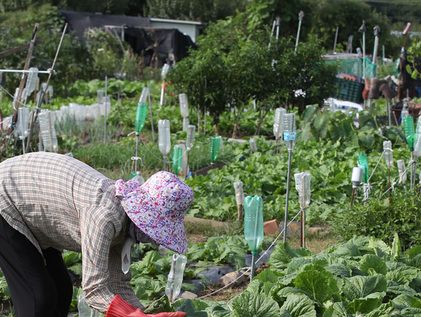 배춧값 폭등…귀한 金배추