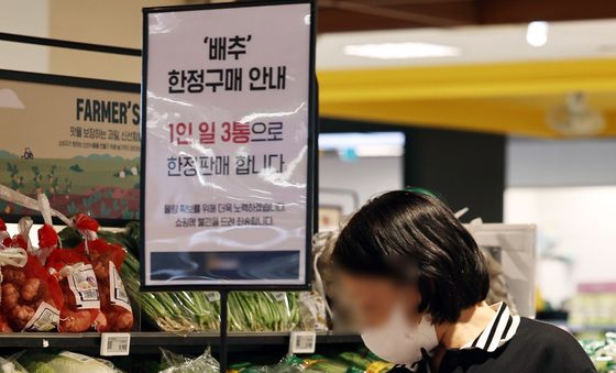 배춧값 급등 '살까 말까'