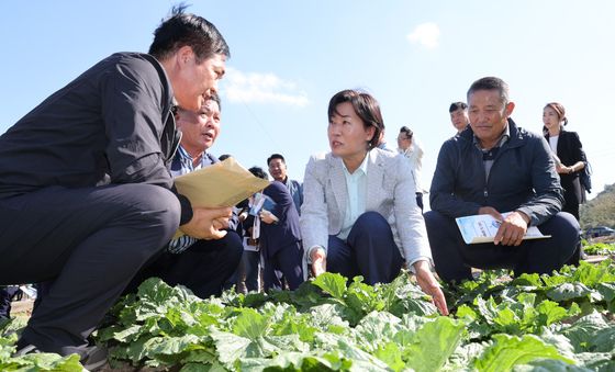 김장배추 작황 상태 점검 나선 송미령 장관