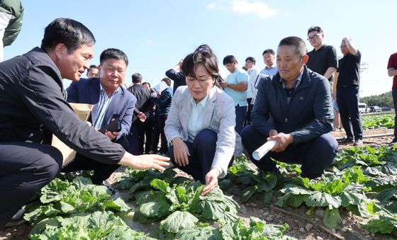 송미령 농림축산식품부 장관, 배추 작황 상태 점검