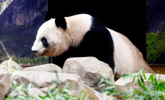 [포토] "사요나라 일본" 중국 송환 전 작별 인사하는 판다 신신