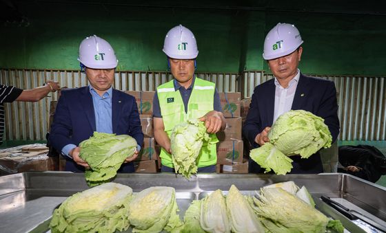 중국서 입고된 5000포기의 중국산 신선배추