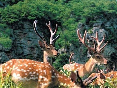 北 쳔연기념물 백암사슴 서식 활동지 조명…"백두산 줄기 동쪽 비탈면"