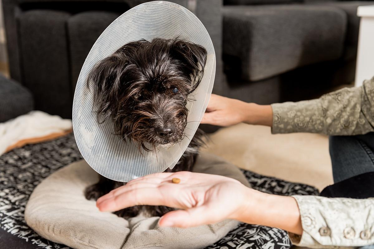 본문 이미지 - 영양제를 먹이는 보호자와 강아지(사진 이미지투데이) ⓒ 뉴스1