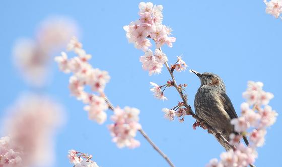 부산에 핀 벚꽃